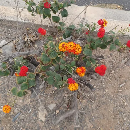 Homestay Gioly Puerto del Rosario (Fuerteventura)